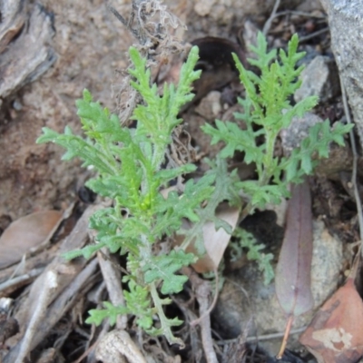 Senecio bathurstianus (Rough Fireweed) at Conder, ACT - 28 Nov 2017 by michaelb