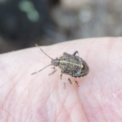 Oncocoris geniculatus (A shield bug) at Conder, ACT - 28 Nov 2017 by MichaelBedingfield