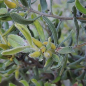 Persoonia rigida at Conder, ACT - 28 Nov 2017 07:31 PM