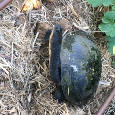 Chelodina longicollis (Eastern Long-necked Turtle) at Sullivans Creek, Lyneham South - 10 Dec 2017 by sgrealy