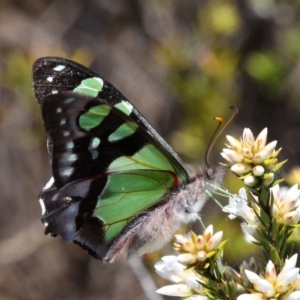 Graphium macleayanum at Cotter River, ACT - 11 Dec 2017 12:56 PM