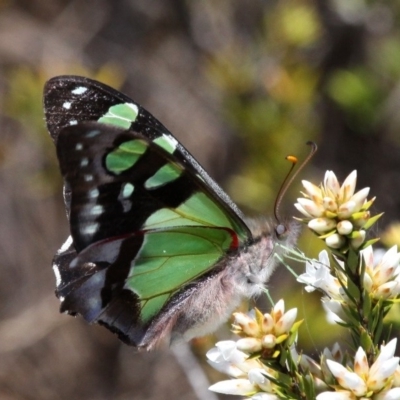 Graphium macleayanum (Macleay's Swallowtail) at Cotter River, ACT - 11 Dec 2017 by HarveyPerkins