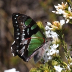 Graphium macleayanum at Cotter River, ACT - 11 Dec 2017 12:56 PM