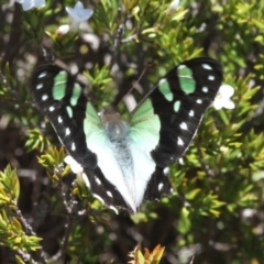 Graphium macleayanum at Cotter River, ACT - 11 Dec 2017 12:56 PM