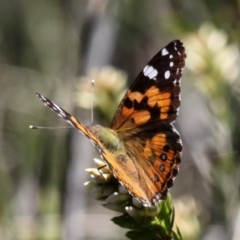 Vanessa kershawi (Australian Painted Lady) at Namadgi National Park - 11 Dec 2017 by HarveyPerkins