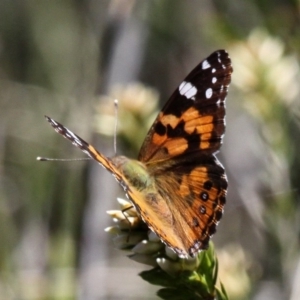 Vanessa kershawi at Cotter River, ACT - 11 Dec 2017