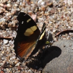 Vanessa itea (Yellow Admiral) at Cotter River, ACT - 11 Dec 2017 by HarveyPerkins