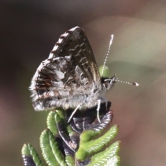 Neolucia agricola (Fringed Heath-blue) at Cotter River, ACT - 11 Dec 2017 by HarveyPerkins
