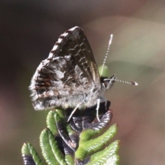 Neolucia agricola (Fringed Heath-blue) at Namadgi National Park - 11 Dec 2017 by HarveyPerkins