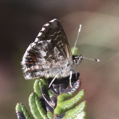 Neolucia agricola (Fringed Heath-blue) at Namadgi National Park - 11 Dec 2017 by HarveyPerkins