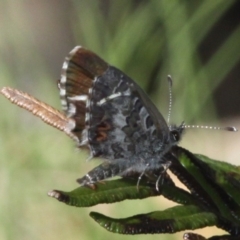 Neolucia agricola at Cotter River, ACT - 11 Dec 2017