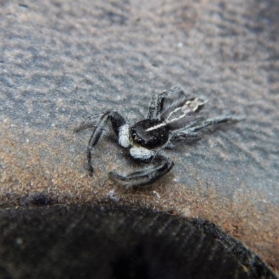 Ocrisiona leucocomis (White-flecked Crevice-dweller) at Cook, ACT - 11 Dec 2017 by CathB