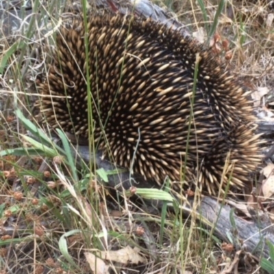 Tachyglossus aculeatus (Short-beaked Echidna) at Red Hill Nature Reserve - 31 Mar 2015 by KL