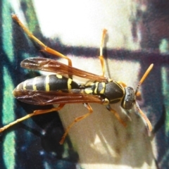 Polistes (Polistes) chinensis (Asian paper wasp) at Jerrabomberra Wetlands - 8 Dec 2017 by Christine