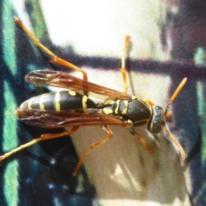 Polistes (Polistes) chinensis at Fyshwick, ACT - 9 Dec 2017