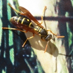 Polistes (Polistes) chinensis at Fyshwick, ACT - 9 Dec 2017