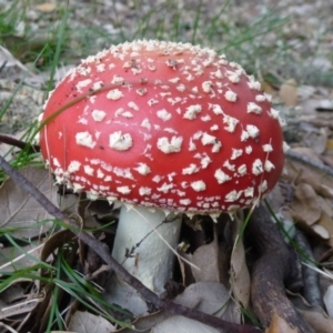 Amanita muscaria at Molonglo Valley, ACT - 18 Apr 2012