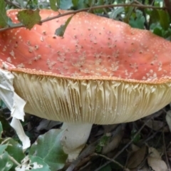 Amanita muscaria at Molonglo Valley, ACT - 18 Apr 2012 12:00 AM