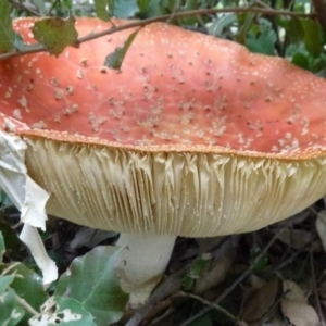 Amanita muscaria at Molonglo Valley, ACT - 18 Apr 2012