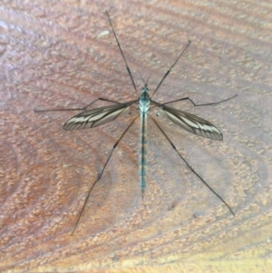 Tipulidae sp. (family) at Wolumla, NSW - 8 Nov 2016 10:35 AM