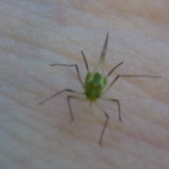 Aphididae (family) (Unidentified aphid) at Acton, ACT - 25 Feb 2012 by Christine