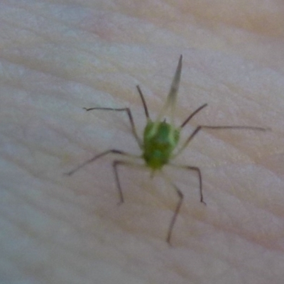 Aphididae (family) (Unidentified aphid) at Acton, ACT - 24 Feb 2012 by Christine