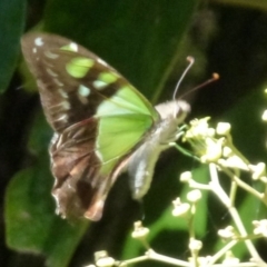 Graphium macleayanum (Macleay's Swallowtail) at Acton, ACT - 24 Feb 2012 by Christine