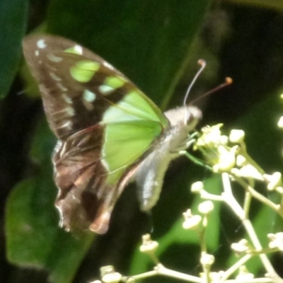 Graphium macleayanum (Macleay's Swallowtail) at Acton, ACT - 25 Feb 2012 by Christine