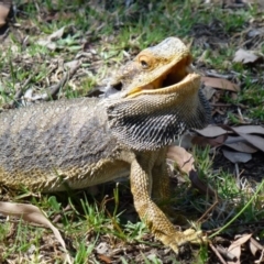 Pogona barbata (Eastern Bearded Dragon) at ANBG - 24 Feb 2012 by Christine