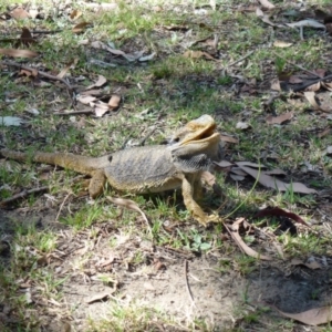 Pogona barbata at Acton, ACT - suppressed