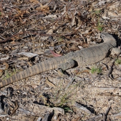 Varanus rosenbergi (Heath or Rosenberg's Monitor) at Tharwa, ACT - 8 Dec 2017 by KMcCue