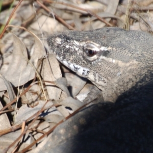 Varanus rosenbergi at Tharwa, ACT - 9 Dec 2017