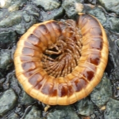 Paradoxosomatidae sp. (family) (Millipede) at Macgregor, ACT - 28 Feb 2012 by Christine