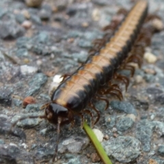 Paradoxosomatidae sp. (family) (Millipede) at Umbagong District Park - 1 Mar 2012 by Christine