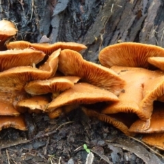 Gymnopilus junonius (Spectacular Rustgill) at Flynn, ACT - 3 Mar 2012 by Christine