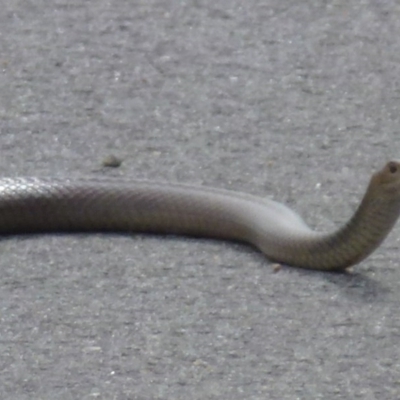 Pseudonaja textilis (Eastern Brown Snake) at Kingston, ACT - 8 Mar 2012 by Christine