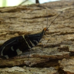 Porismus strigatus (Pied Lacewing) at Amaroo, ACT - 10 Mar 2012 by Christine