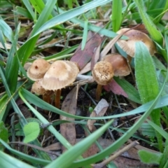 zz agaric (stem; gills white/cream) at Amaroo, ACT - 9 Mar 2012 by Christine