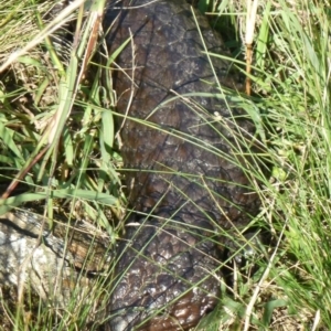 Tiliqua rugosa at Goorooyarroo NR (ACT) - 10 Mar 2012