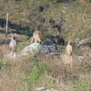 Macropus giganteus at Belconnen, ACT - 13 Mar 2013