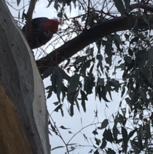 Callocephalon fimbriatum at Deakin, ACT - suppressed