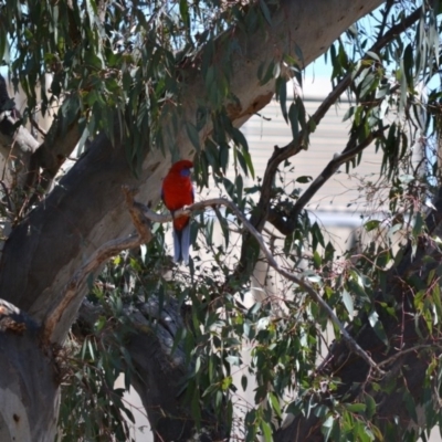 Platycercus elegans (Crimson Rosella) at Deakin, ACT - 15 Oct 2017 by KL