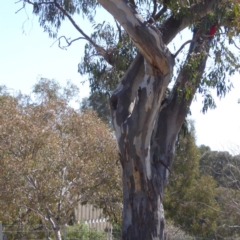 Platycercus elegans at Deakin, ACT - 15 Oct 2017