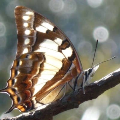 Charaxes sempronius (Tailed Emperor) at Flynn, ACT - 18 Mar 2012 by Christine