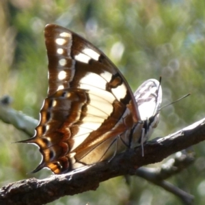 Charaxes sempronius at Flynn, ACT - 19 Mar 2012