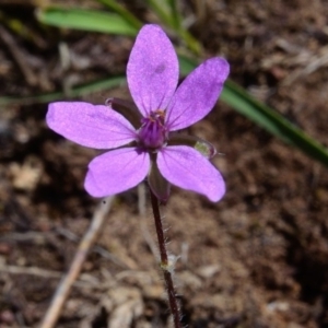 Erodium cicutarium at Bolaro, NSW - 30 Nov 2017