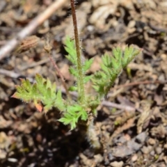 Erodium cicutarium at Bolaro, NSW - 30 Nov 2017