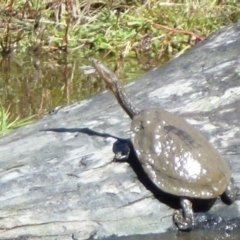 Chelodina longicollis (Eastern Long-necked Turtle) at Paddys River, ACT - 4 Apr 2012 by Christine