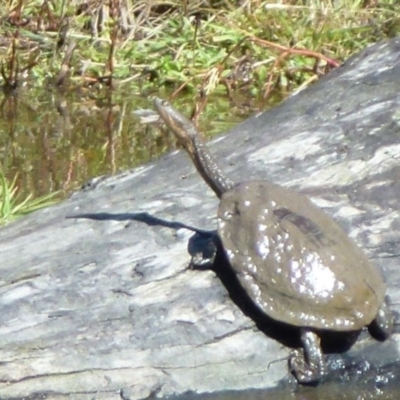 Chelodina longicollis (Eastern Long-necked Turtle) at Paddys River, ACT - 4 Apr 2012 by Christine