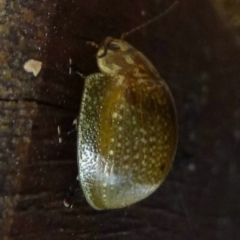 Paropsisterna cloelia (Eucalyptus variegated beetle) at Paddys River, ACT - 3 Apr 2012 by Christine